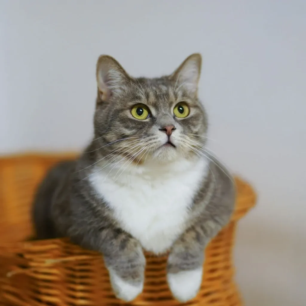 Cat Memorial Guide 2 Best Resin Memorial Stones 🐱 For Cats