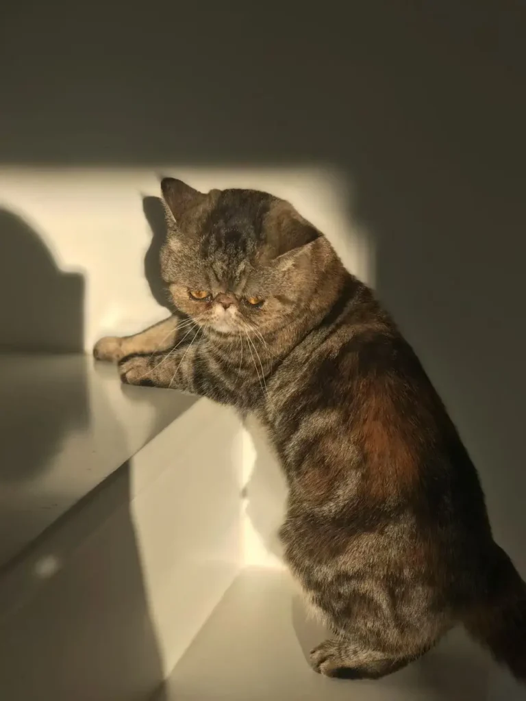 She Was With Me for 16 Years: The Complex Grief of Saying Goodbye 4 my cat coffee 2