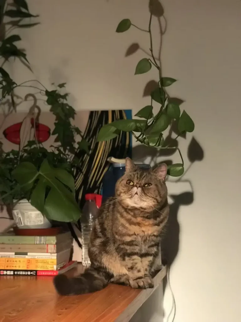 She Was With Me for 16 Years: The Complex Grief of Saying Goodbye 1 my-cat-coffee