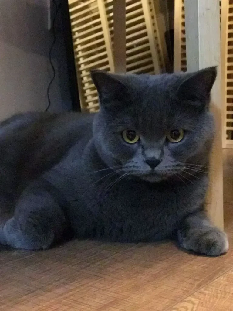 She Was With Me for 16 Years: The Complex Grief of Saying Goodbye 3 my cat joya 2