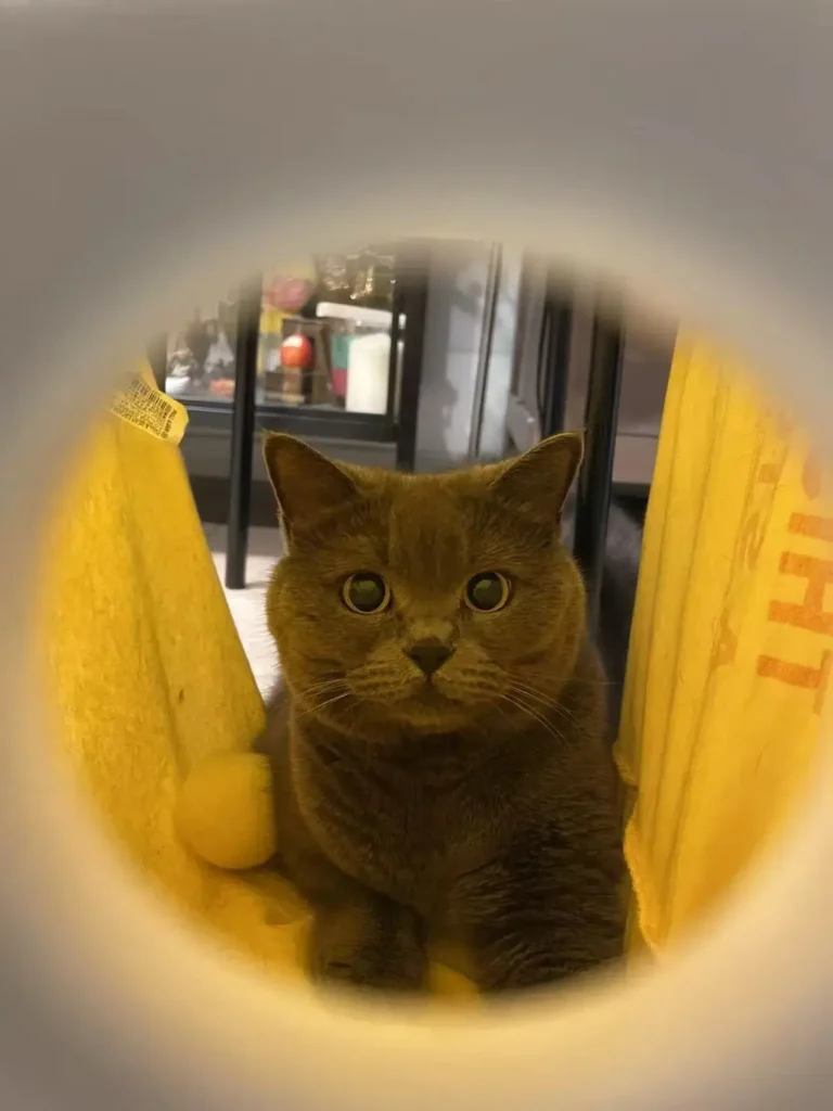 She Was With Me for 16 Years: The Complex Grief of Saying Goodbye 2 my cat joya