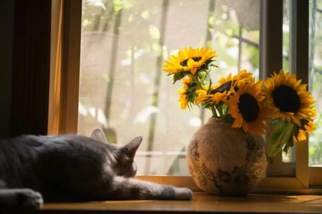 Cat Memorial Quotes, Sayings and Poems