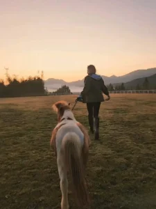 Pet Memorial Guides by Pet Type 12 Horse Death Poems & Memorial Quotes to Honor a Beloved Companion (2)