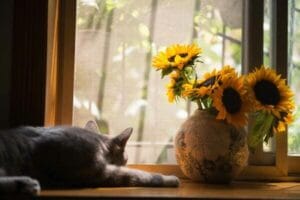 Pet Memorial Guides by Pet Type 10 Cat Memorial Quotes, Sayings and Poems