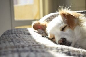 Pet Memory Guide — Meaningful Memorial Ideas for Your Beloved Pet 5 Dog Memorial Sayings, Quotes, Poems