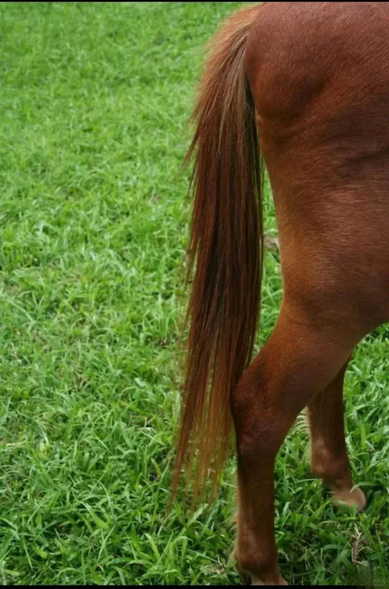 Horse Memorial Guide 9 Horse Hair Memorial