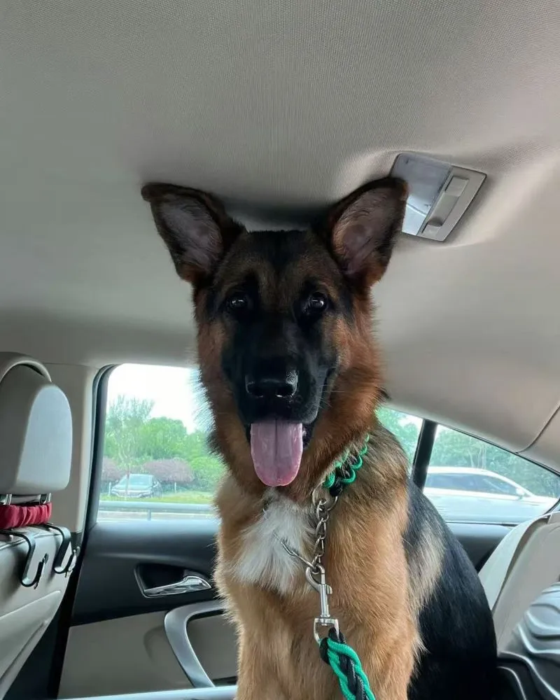 Bella the Guide Dog