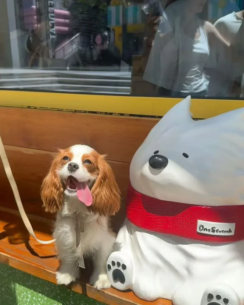 Daisy the Shelter Dog