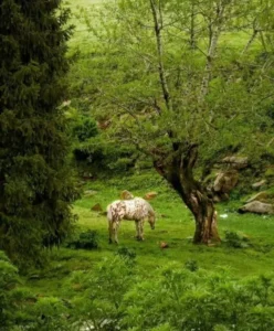 Do Horses Have a Good Memory Science & Stories About Horse Memory