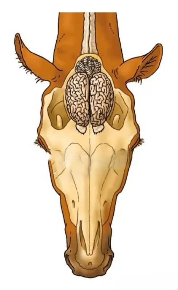 Do Horses Have a Good Memory Science & Stories About Horse Memory