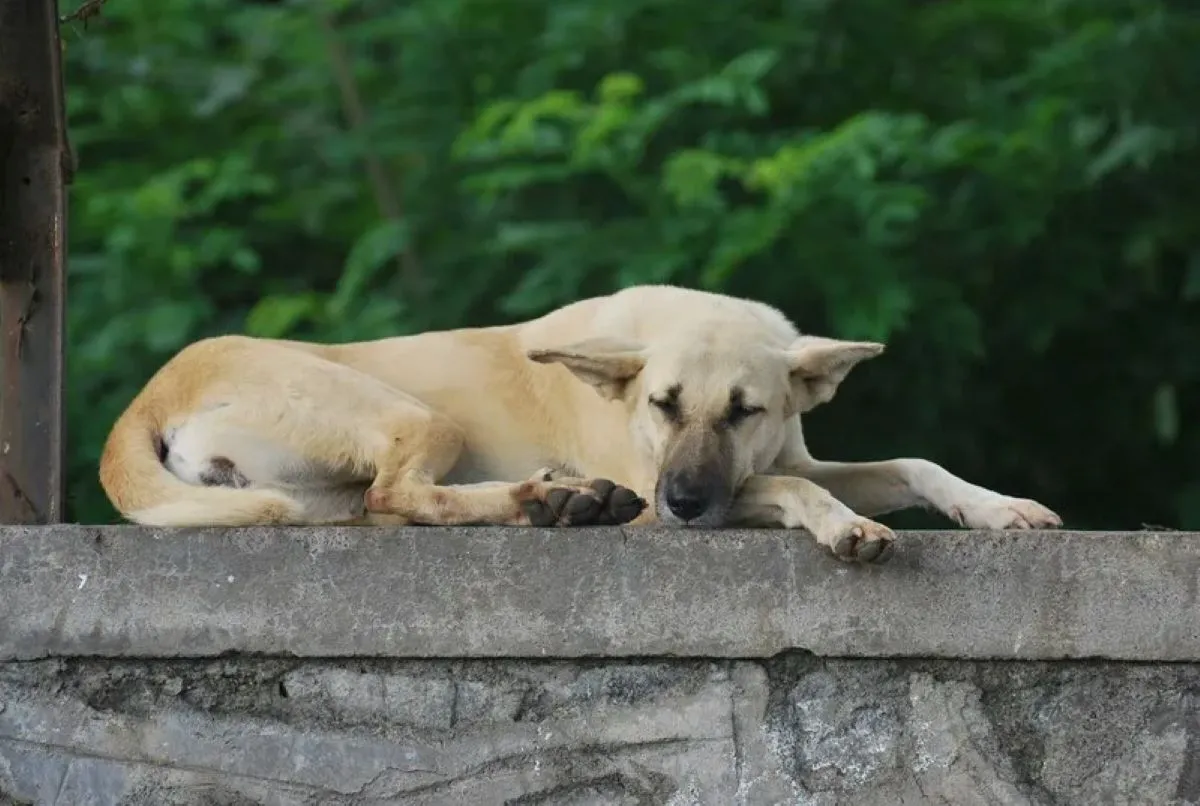 Jake Williams – Writing About Dog Memory, Gardens & Remembrance 10 Dog Rainbow Bridge Sayings & Death Quotes to Honor Your Beloved Dog