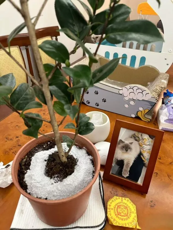 Plant a Tree in Memory of Your Pet: Dog, Cat & Horse Memorial Planters 7 Memorial Planters Indoor Alternatives 🪴