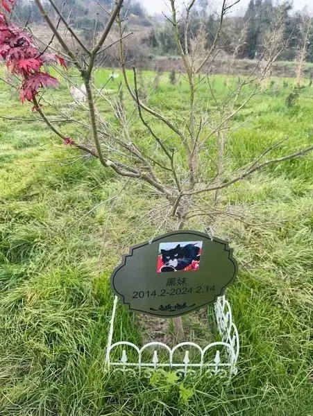 Plant a Tree in Memory of Your Pet: Dog, Cat & Horse Memorial Planters 8 A Dog Owner’s Maple Tree