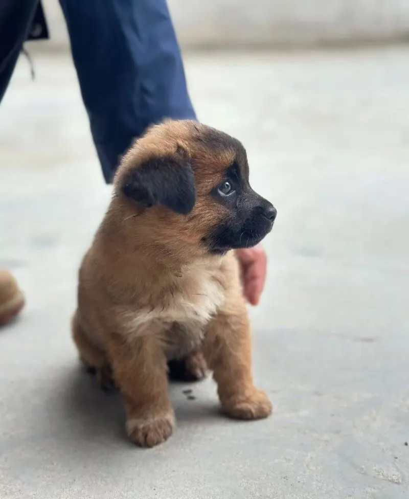 Puppies Fragile but Forming Bonds