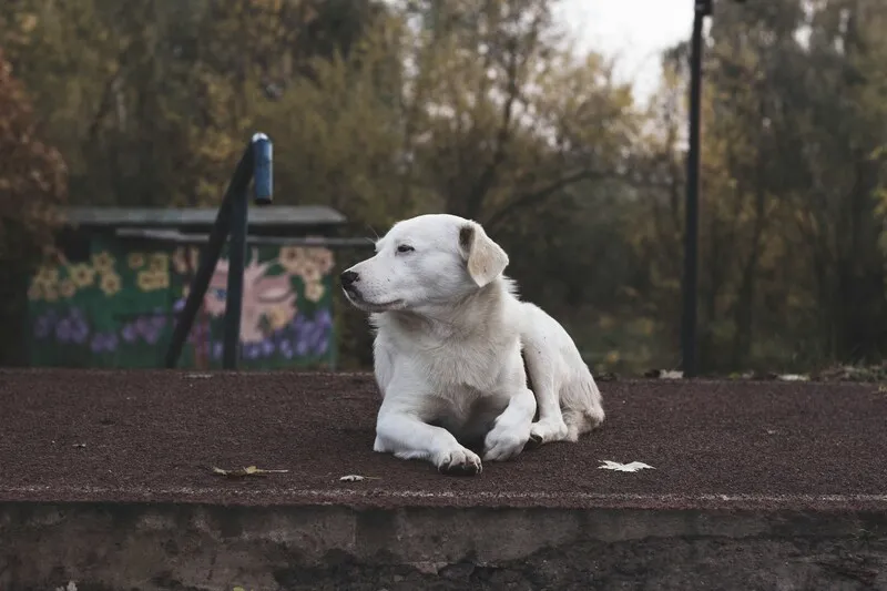 Rainbow Bridge Dog Poem: Comforting Words for Losing a Dog 1 Rainbow Bridge Dog Poem Comforting Words for Losing a Dog 2
