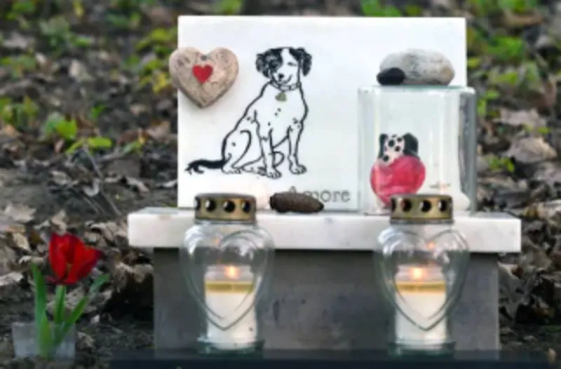 Rainbow Bridge Dog Poem: Comforting Words for Losing a Dog 3 Rainbow Bridge Dog Poem Comforting Words for Losing a Dog 3