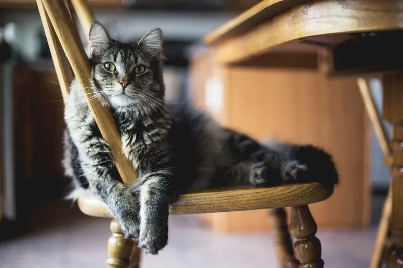 Rainbow Bridge Poem for Cats: Comforting Words for Cat Loss 1 Rainbow Bridge Poem for Cats Comforting Words for Cat Loss (3)