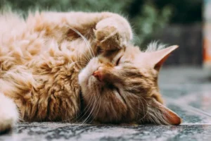 cat memory