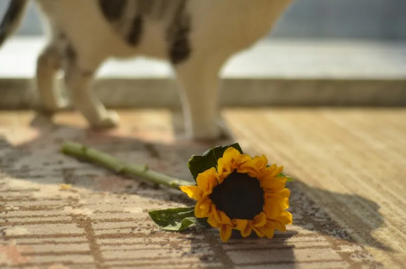 Rainbow Bridge Poem for Cats: Comforting Words for Cat Loss 2 Rainbow Bridge Poem for Cats Comforting Words for Cat Loss (3)