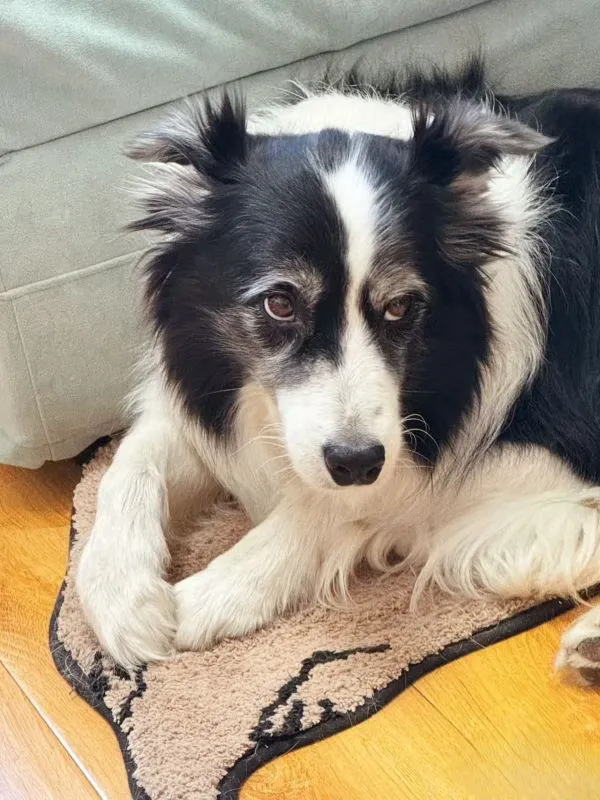 Senior Dogs Gentle but Deep Memories