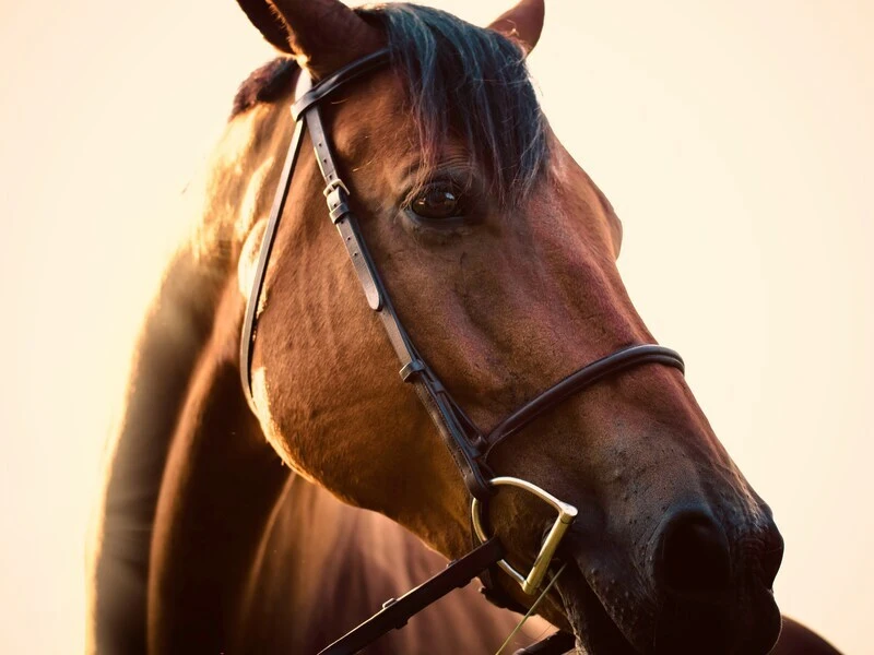 Rainbow Bridge Poem for Horses – 6 Heartfelt Versions & Ways to Use Them 1 horse memorial