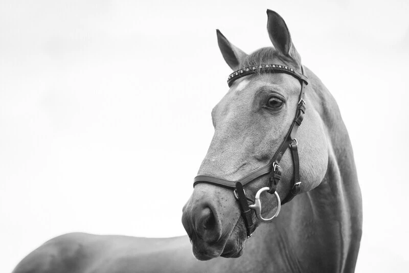 Writing a Letter to a Horse Who Passed Away 5 horse memoriral