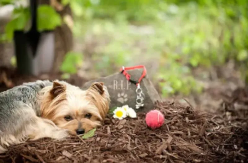 Jake Williams – Writing About Dog Memory, Gardens & Remembrance 12 Rainbow Bridge Dog Poem: Comforting Words for Losing a Dog
