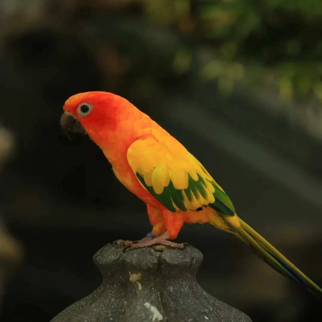 Bird Memorial Guide 1 Bird Memorial Guide