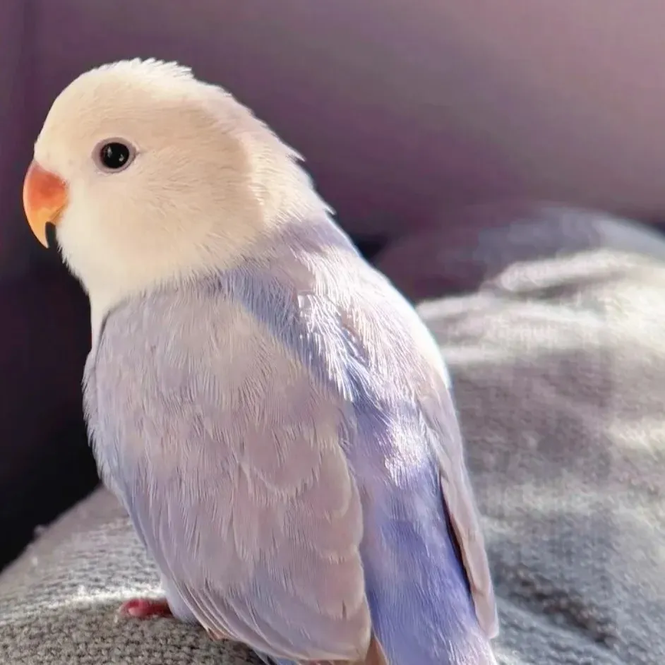Bird Memorial Quotes Sayings Poems