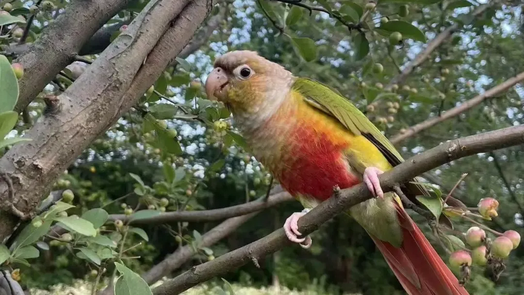 Bird Memorial Quotes, Sayings & Poems