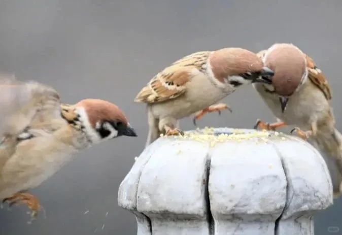 Do Birds Have Good Memory Exploring the Science and Soul of Avian Intelligence
