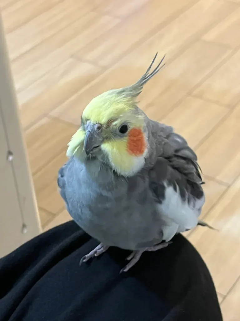 Do Birds Have Good Memory Exploring the Science and Soul of Avian Intelligence