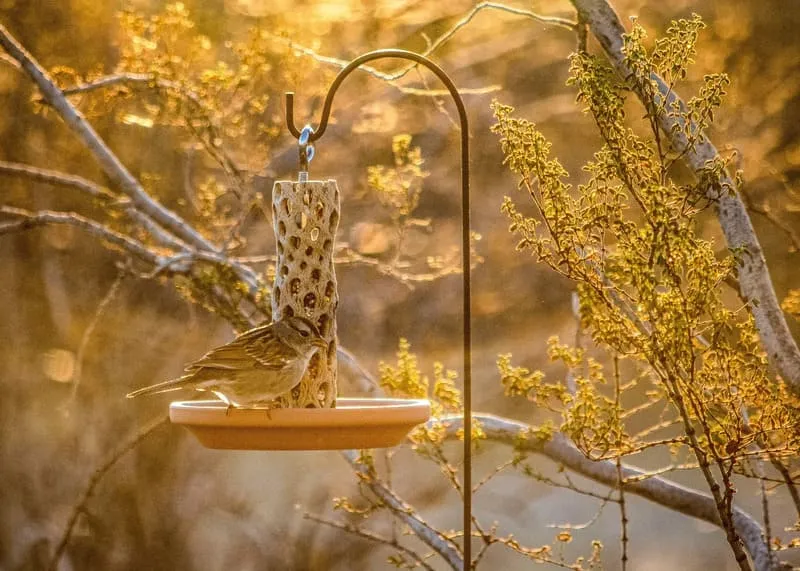 Personalized Red Roof Memorial Bird Feeder