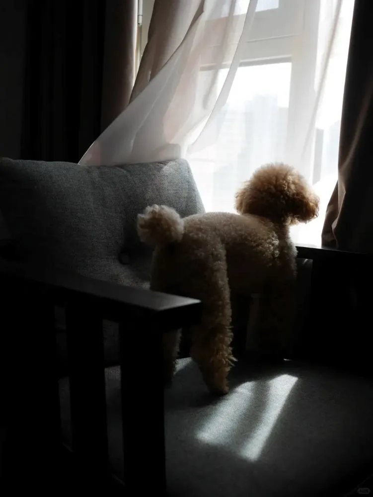 Pet Memorial Poems 35+ Gentle & Heartfelt Tributes for Any Pet