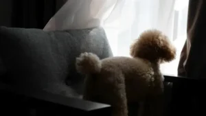 Pet Memorial Poems 35+ Gentle & Heartfelt Tributes for Any Pet (2)1