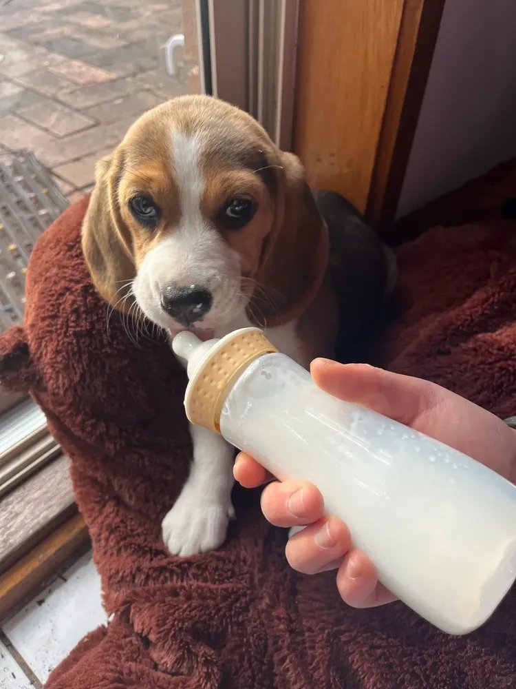 Jake Williams – Writing About Dog Memory, Gardens & Remembrance 2 Jake Williams pet Milo