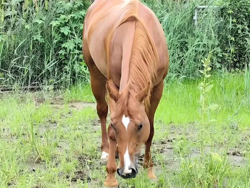 Meghan – Writing About Horse Memory, Land & Remembrance 3 Meghan horse Dalia (4)