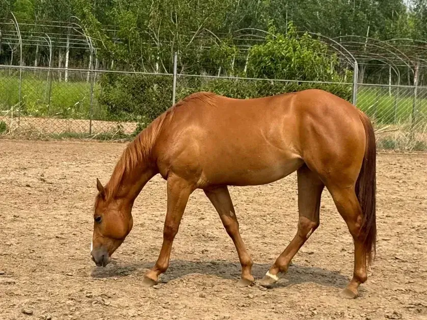 Meghan – Writing About Horse Memory, Land & Remembrance 2 Meghan horse Dalia (4)