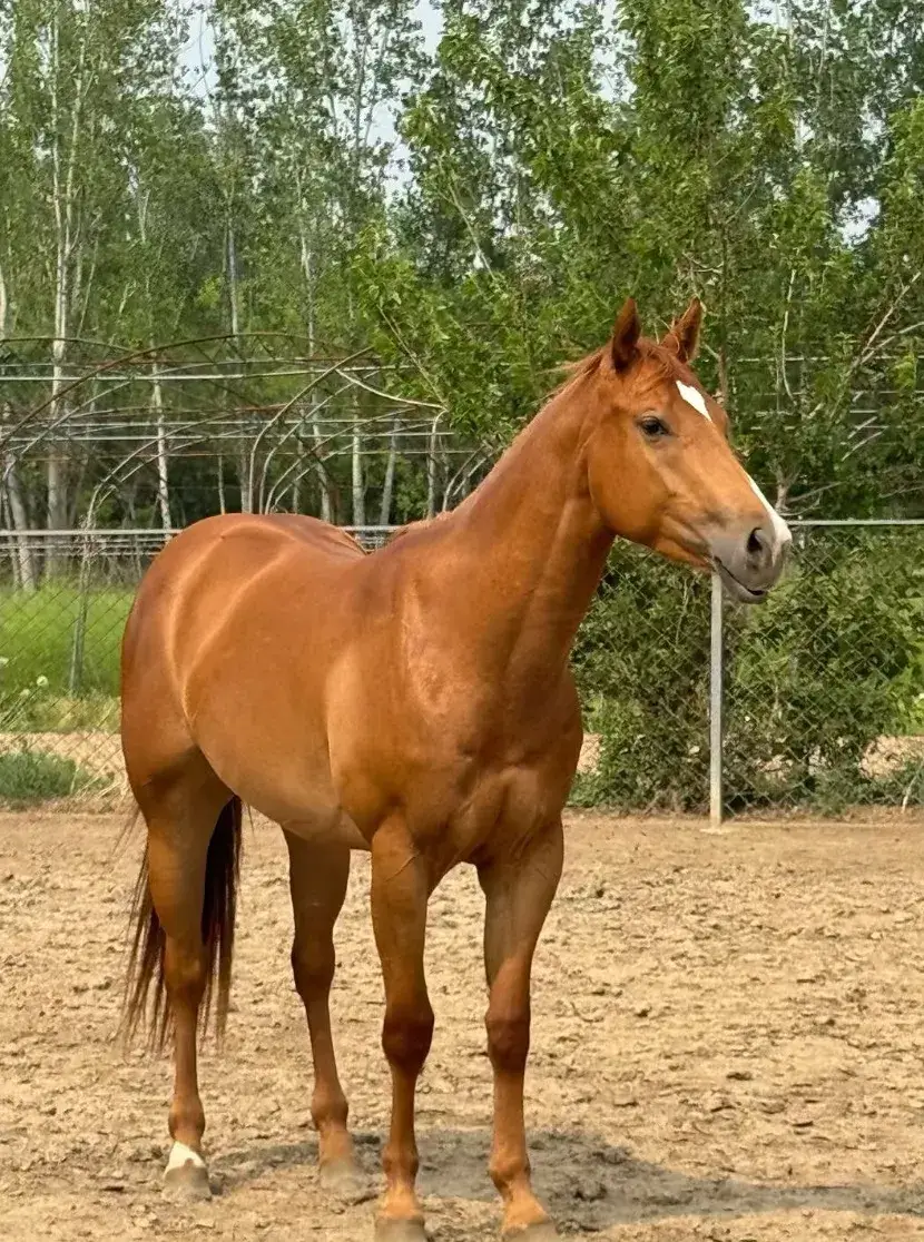 Meghan – Writing About Horse Memory, Land & Remembrance 4 Meghan horse Dalia (4)
