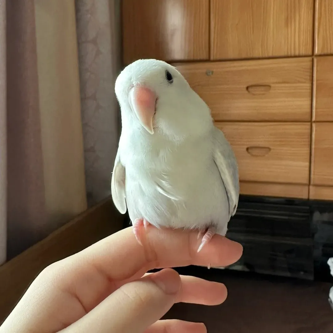 Rachel pet bird