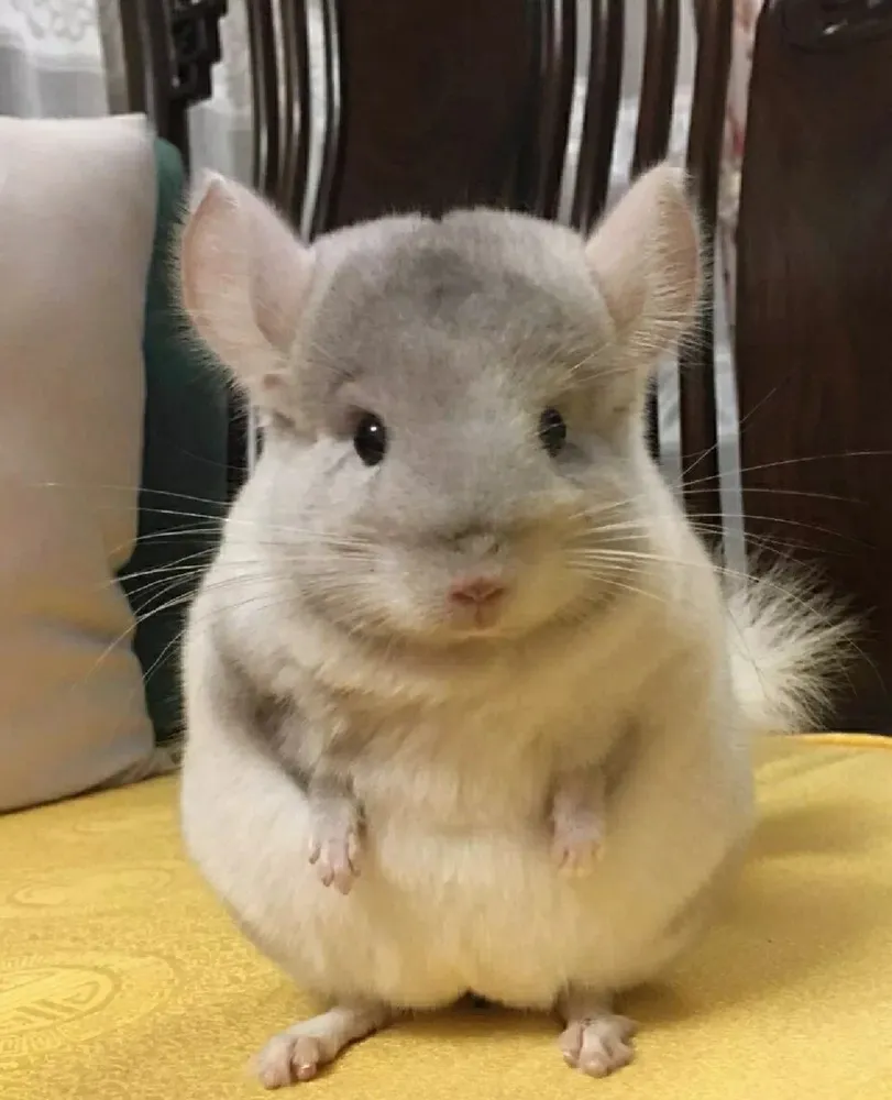 Rachel pet chinchillas