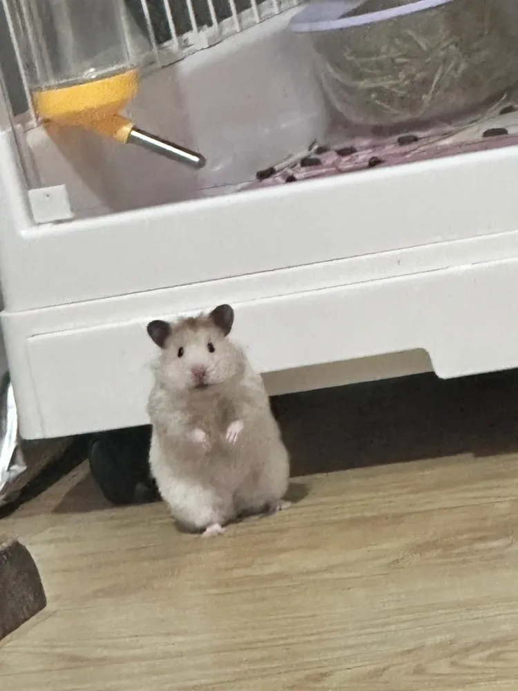 Rachel pet hamsters