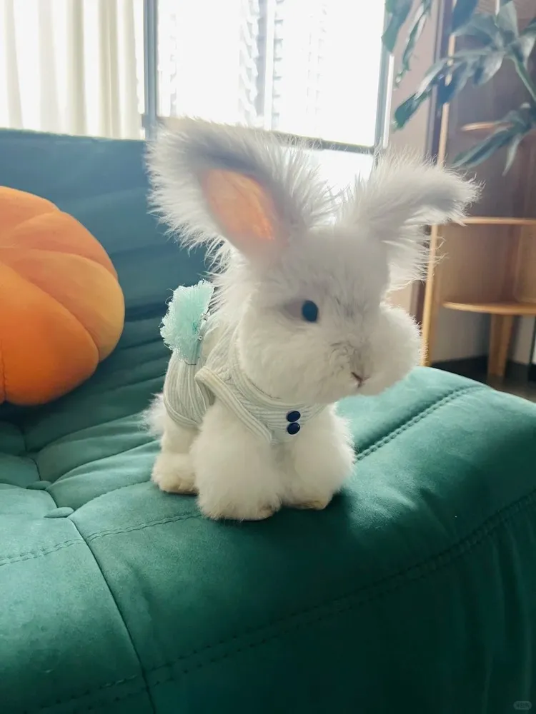 Rachel pet rabbits