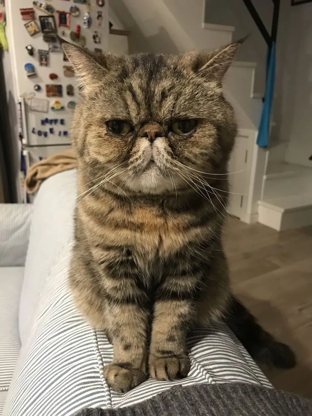lena cat coffee (3)