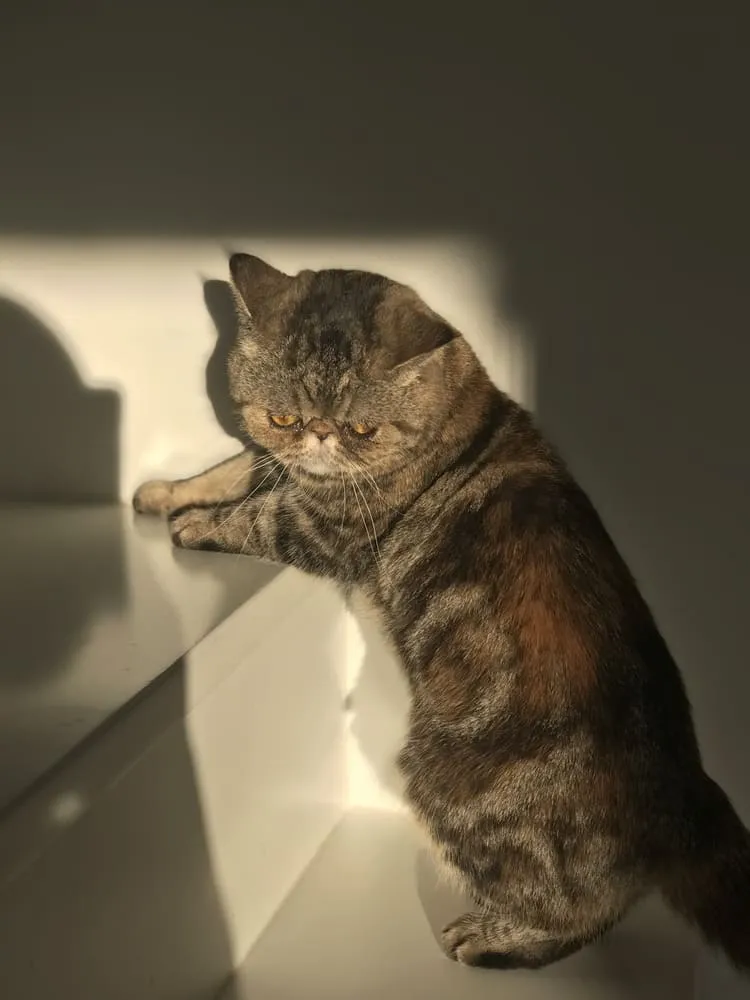 lena cat coffee