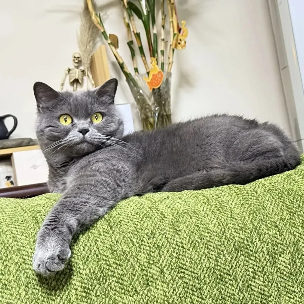 lena cat joya