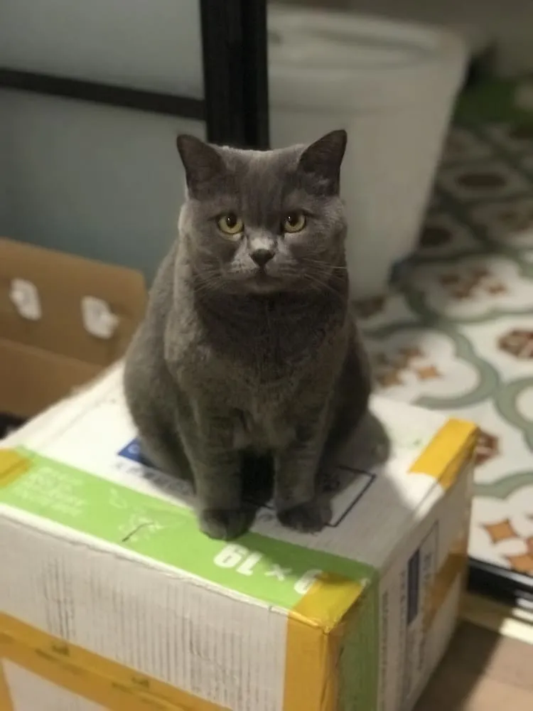 lena cat joya (3)