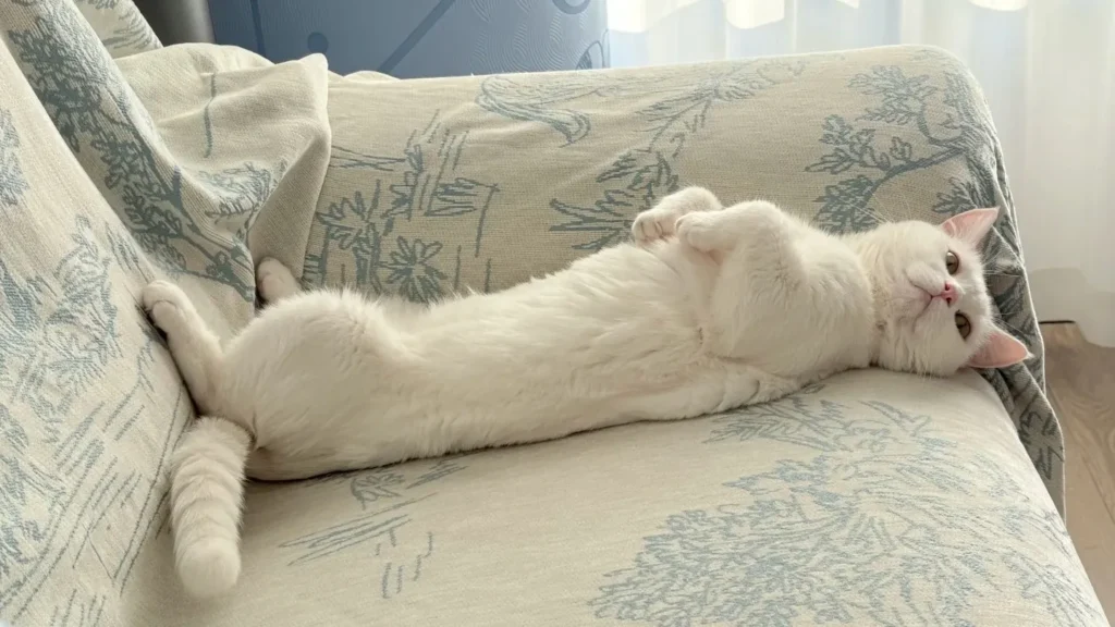 15 Comforting Cat Memorial Songs to Help You Grieve and Remember