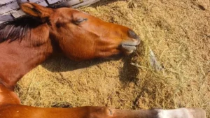 7 Horse Memorial Songs to Remember and Say Goodbye to a Beloved Horse