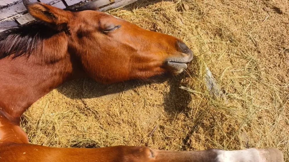 7 Horse Memorial Songs to Remember and Say Goodbye to a Beloved Horse
